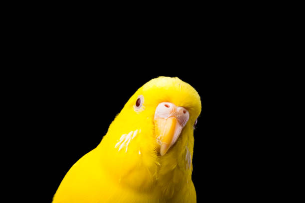 Budgie parakeets