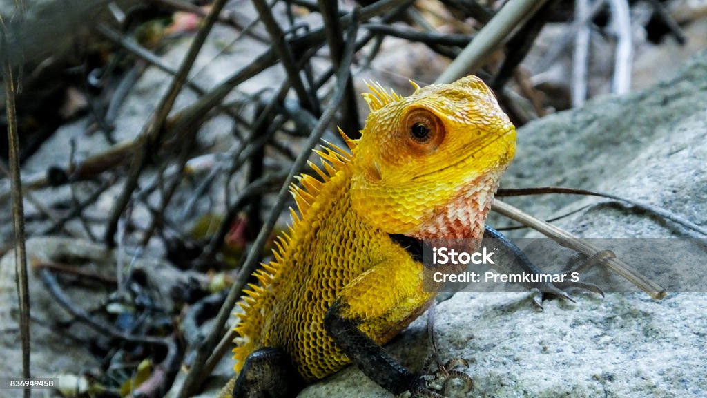 Yellow Chameleon Forest Lizard Animal Stock Photo