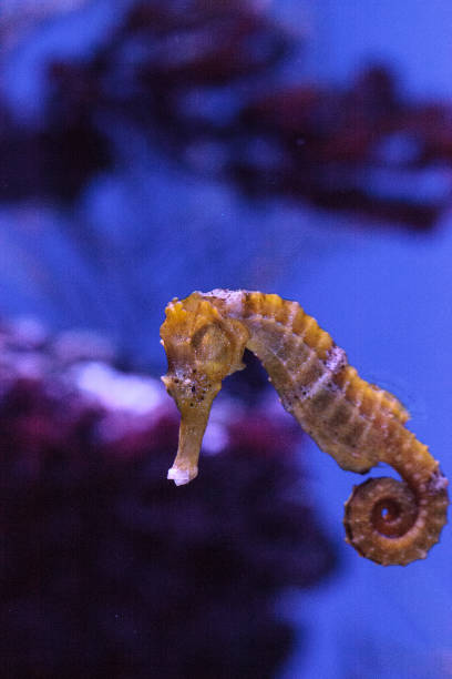 istock Longsnout seahorse known as Hippocampus reidi 836954900