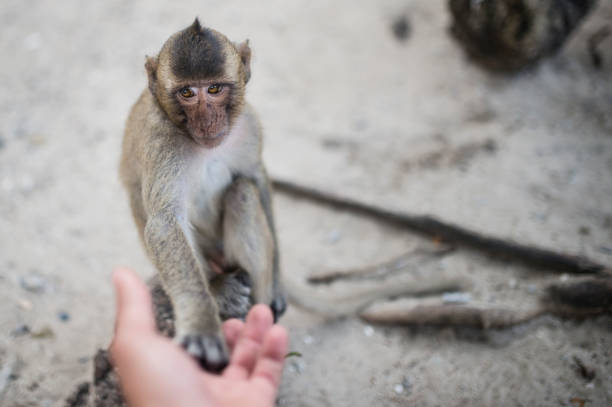 istock Portrait of a monkey in Thailand 836961654