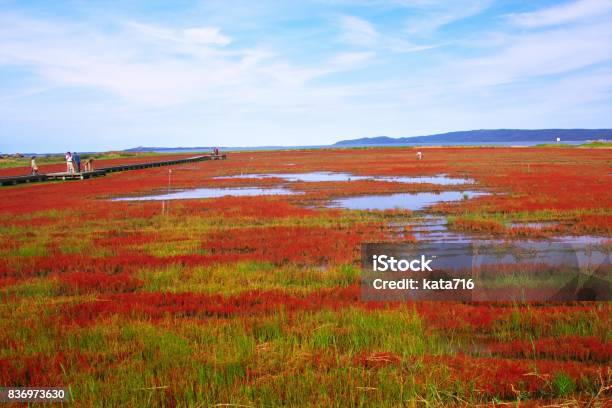 Coral Grass Stock Photo - Download Image Now - Abashiri, Autumn, Autumn Leaf Color
