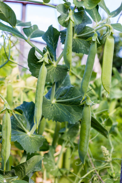 istock Green hods of peas on a stalk 836978884