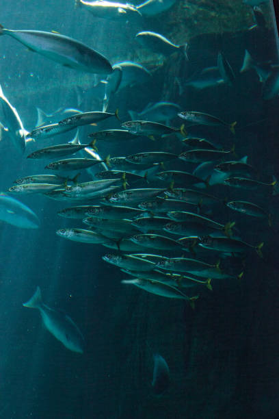 istock Pacific chub mackerel Scomber japonicus school 836984356