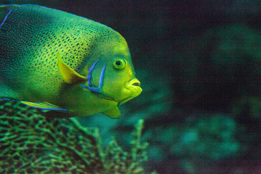 Semicircle angelfish Pomacanthus semicirculatus has a blue semicircle on the face and a light band through the center. Found on coral reefs.