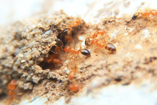 istock Nest of yellow ants. 836985710