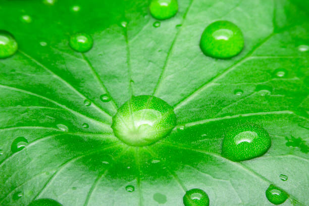 istock Transparent raindrop on green leaves. 836986150