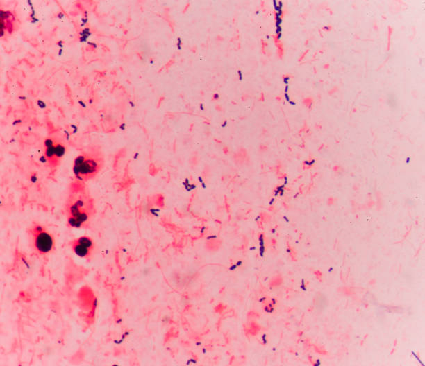 istock Bacteria cells Gram positive cocci in chain medical background. 836986346