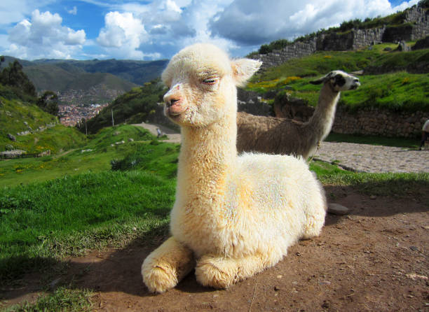 Baby llama in Peru stock photo