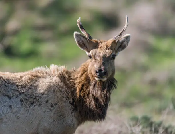 A Juvenile Tule Elk looks on.