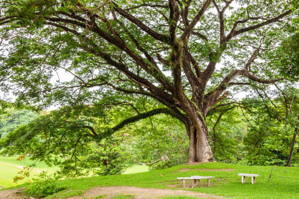 istock Big tree in the park at Chiang Mai University Thailand 836996802