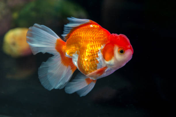 istock Side view of red Japanese Oranda goldfish 836998122