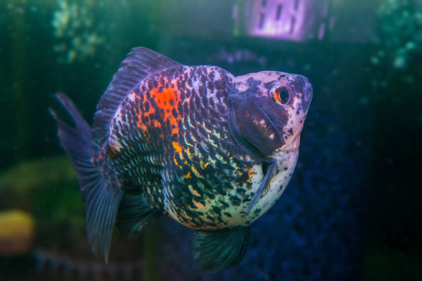 istock Side view of fat Ryukin Goldfish 836998534