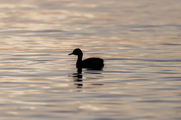 istock A Pie Billed Grebe in the Sunrise 837003110