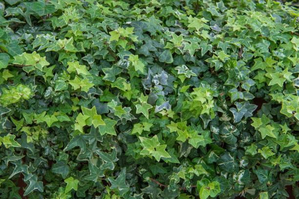 zielony liść w gospodarstwie rolnym dla tła - 11907 zdjęcia i obrazy z banku zdjęć