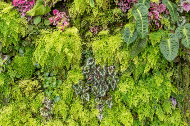 istock green leaf in agricultural farm for background 837009694