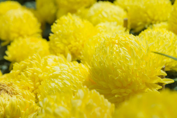 fiore di calendula o fiore di calendula in un bellissimo giardino - 11915 foto e immagini stock