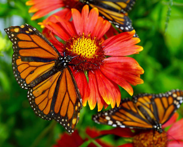 istock Monarch Butterfly on Orange Flower 837020764