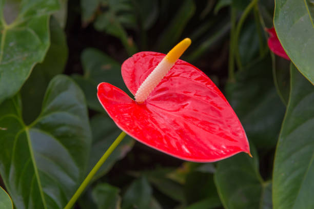 istock spadix botany or Araceae flower in beautiful garden 837027960