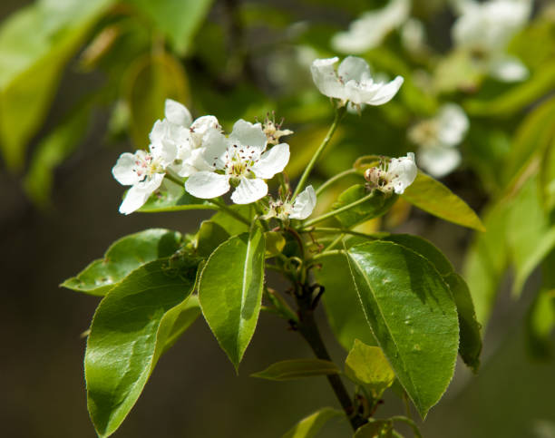 istock Flowers of apple 837030854