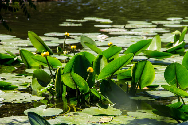 istock Yellow water flowers (Nuphar Lutea) 837031678