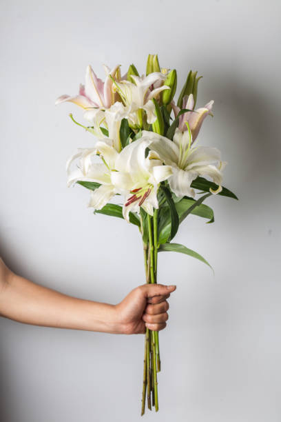 hand hold a bunch of white lily stock photo
