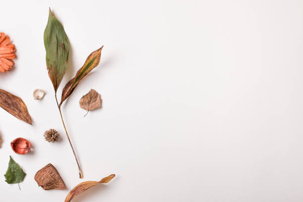 istock Autumn background with dry leaves and copy space 837053540
