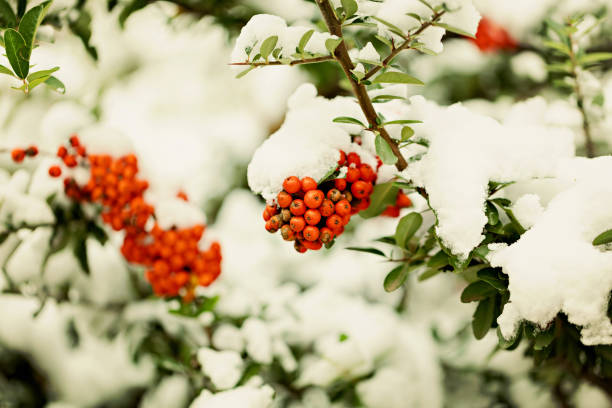 istock Rowan branch under snow in the winter. Selective focus. 837062430