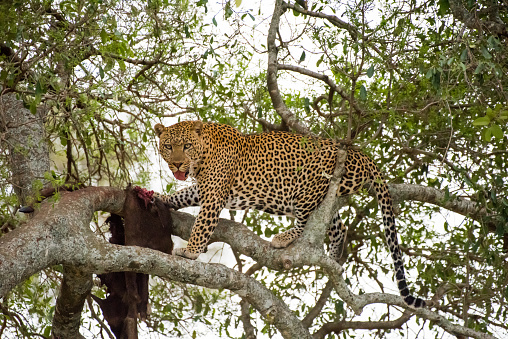 Cheetah KenyaLeopard