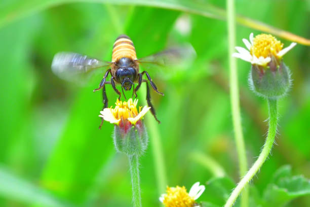 istock a Bee flying to the beautiful flower 837069070