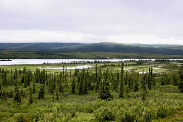 Boreal Forest-Denali Highway