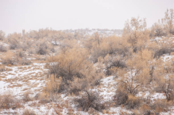 steppe inverno. kazakistan, regione di almaty, bakanas, - 2649 foto e immagini stock
