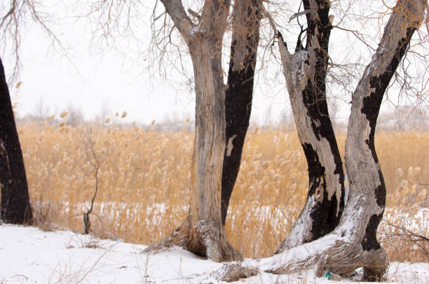 тростники на замерзшем озере, в степи. реки или казахстана. капчагай баканас - 2655 стоковые фото и изображения