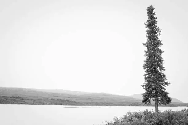 White Spruce along the Denali Highway