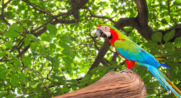 istock Colorful Macaw bird at tree branch 837088726