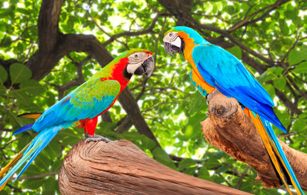 istock Colorful Macaw bird at tree branch 837088970