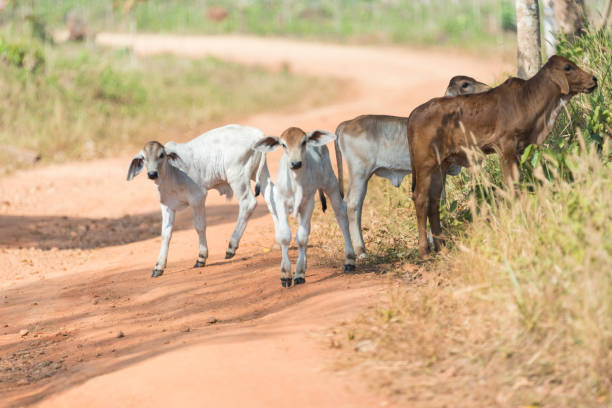 istock cattle in farm field, Thailand 837092928