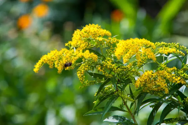 looming goldenrod. Solidago, or goldenrods, is a genus of flowering plants in the aster family, Asteraceae