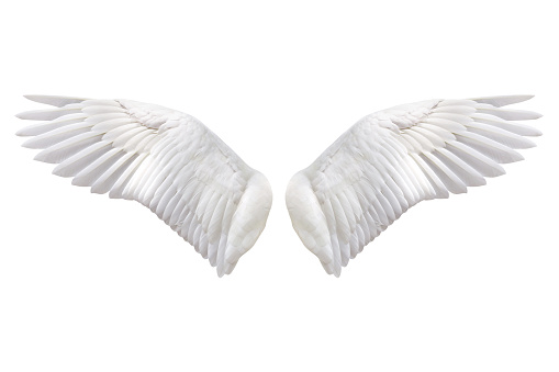 Angel wings, Natural white wing plumage with clipping part on white background