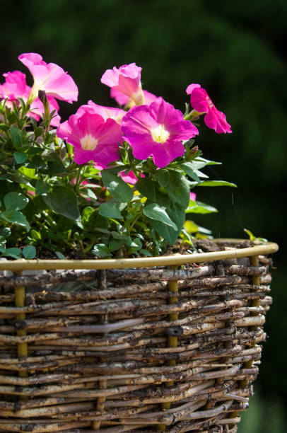 istock Petunia flowers in garden 837093900