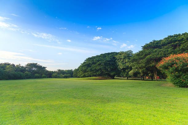 istock Green trees in beautiful park 837099544