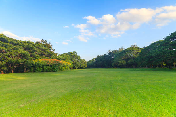 istock Green trees in beautiful park 837099558