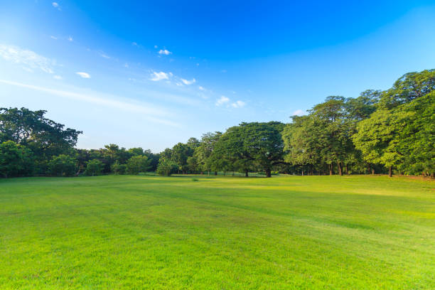 istock Green trees in beautiful park 837099662
