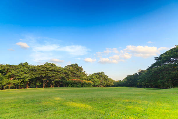 istock Green trees in beautiful park 837099794