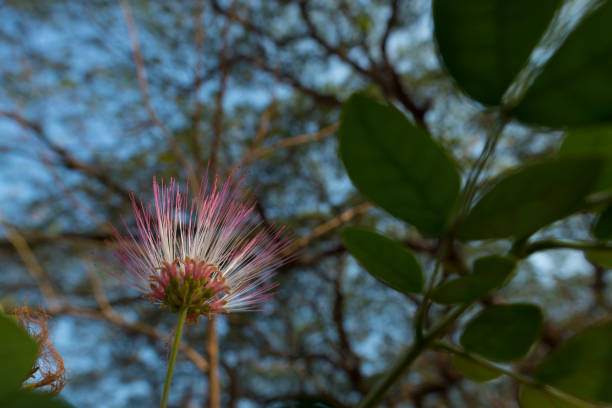 istock pink flower of big tree 837100882