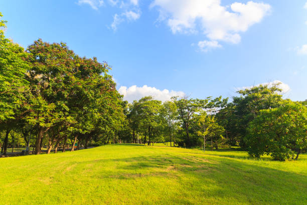 istock Green trees in beautiful park under the blue sky 837101018