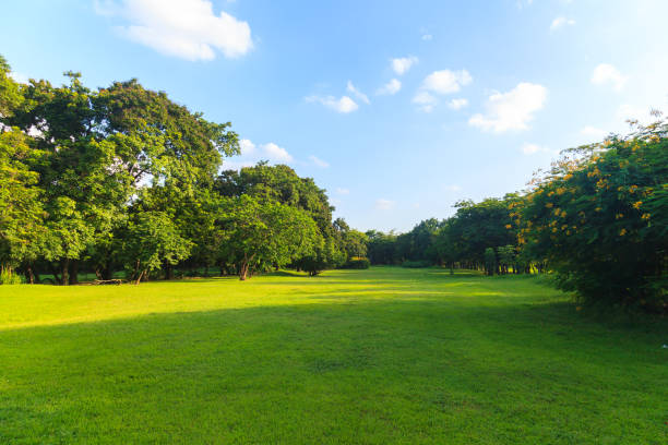istock Green trees in beautiful park under the blue sky 837101240