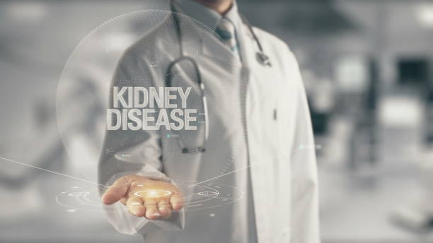 Doctor holding in hand Kidney Disease Concept of application new technology in future medicine nephropathy photos stock pictures, royalty-free photos & images