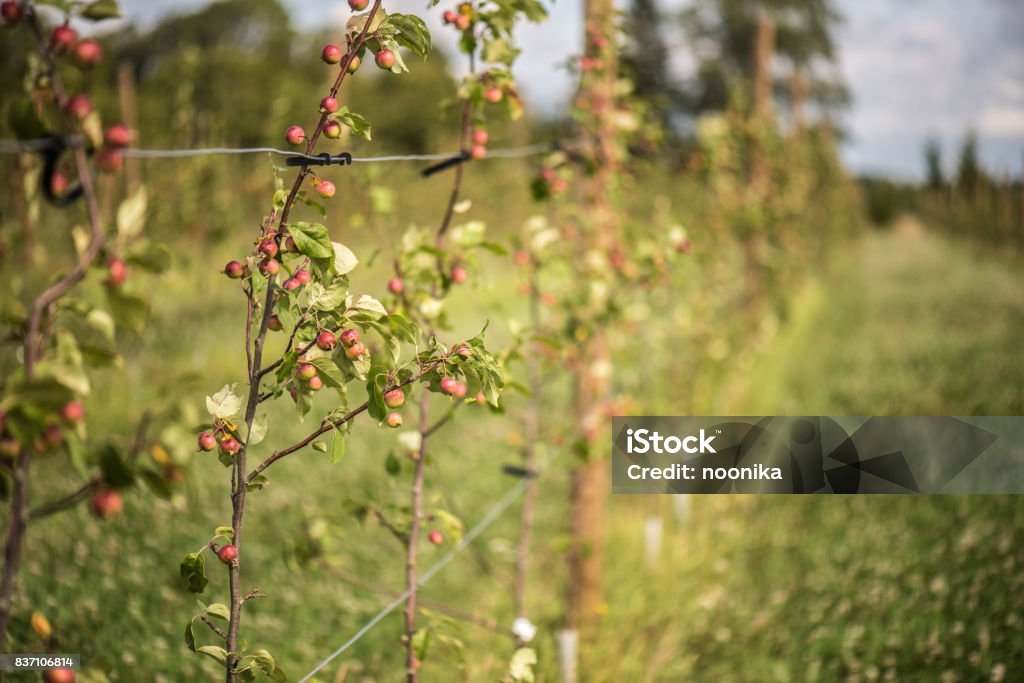 Crab apples in an orchard Agriculture Stock Photo