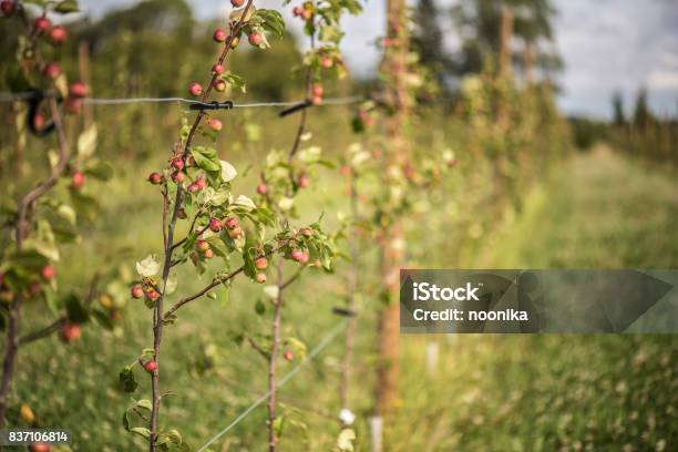 Crab Apples In An Orchard Stock Photo - Download Image Now - Agriculture, Apple - Fruit, Apple Tree