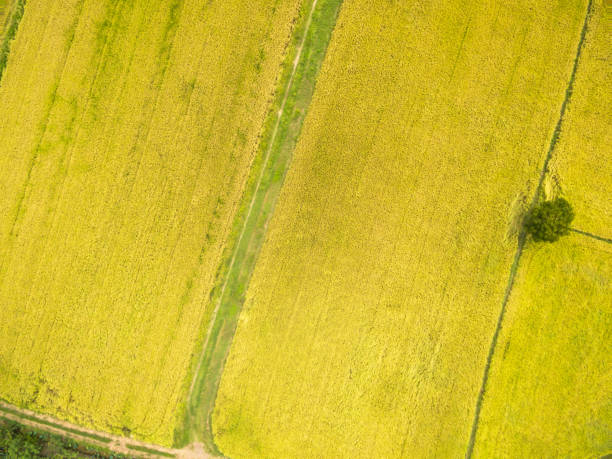 istock Aerial view of yellow rice fields in Thailand 837112044